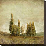 Autumnal Feelings Stretched Canvas Print by Carlos Casamayor
