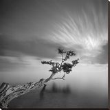 Water Tree, c.2006 Reproducción en lienzo de la lámina por Moises Levy
