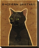 American Shorthair Stretched Canvas Print by John Golden