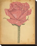 Romeo and Juliet Rose Reproducción en lienzo de la lámina Romeo and Juliet Rose Reproducción en lienzo de la lámina