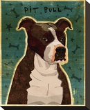 Brindle Pit Bull Stretched Canvas Print by John Golden