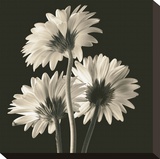 Gerber Daisies II Stretched Canvas Print by Michael Harrison