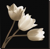 Three Tulips Stretched Canvas Print by Michael Harrison