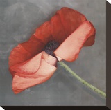 Rouge Stretched Canvas Print by Erin Clark