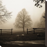 Morning Texture Stretched Canvas Print by Harold Silverman