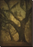 Avery Island Oaks, Study 2 Reproduction transférée sur toile par William Guion