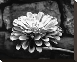 Zinnia Stretched Canvas Print by Harold Silverman