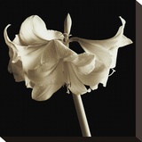 Amaryllis Stretched Canvas Print by Michael Harrison
