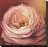 Rose Portrait Stretched Canvas Print by Lisa Audit