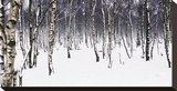 Birches Stretched Canvas Print by Chris Farrow