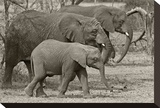 Elephants II Stretched Canvas Print by Chris Farrow