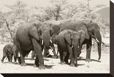 Elephants I Stretched Canvas Print by Chris Farrow