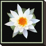 Water Lily on Pads I Stretched Canvas Print by Catherine Kohnke