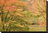Autumn Colour Stretched Canvas Print by Chris Farrow