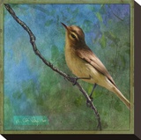 Vireo Stretched Canvas Print by Chris Vest