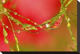 Dew Drop Jewel Stretched Canvas Print by Connie Publicover