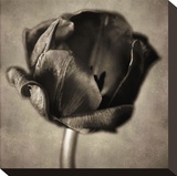 Red Tulip in Black Shades I Stretched Canvas Print by Christine Zalewski