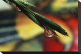 The Harvest Stretched Canvas Print by Connie Publicover