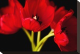 Red Tulips I Stretched Canvas Print by Christine Zalewski