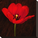 Red Tulip I Stretched Canvas Print by Christine Zalewski