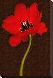 Red Tulip IV Stretched Canvas Print by Christine Zalewski