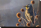Meadow Lark Stretched Canvas Print by Chris Vest