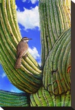 Cactus Wren Stretched Canvas Print by Chris Vest