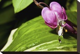 Bleeding Heart Drop Stretched Canvas Print by Connie Publicover