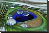 Peacock Feather Drops Reproduction transférée sur toile par Connie Publicover