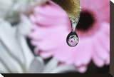 Painted Daisy Stretched Canvas Print by Connie Publicover