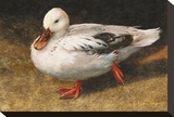 White Duck Leinwand von Chris Vest