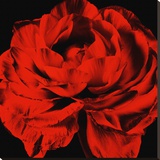 Ranunculus III Stretched Canvas Print by Christine Zalewski