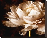 Ranunculus I Stretched Canvas Print by Christine Zalewski