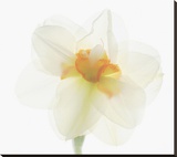 Double Daffodil II Stretched Canvas Print by Judy Stalus
