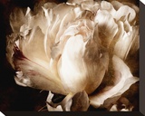 Peony I Stretched Canvas Print by Christine Zalewski
