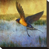Barnswallow Reproduction transférée sur toile par Chris Vest