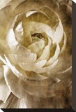 Peony IV Stretched Canvas Print by Christine Zalewski