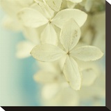 Hydrangea on Turquoise Stretched Canvas Print by Judy Stalus