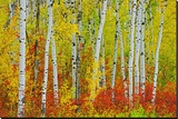 Autumn in Riding Mountain Stretched Canvas Print by Mike Grandmaison