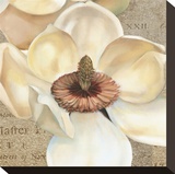 Magnolia Masterpiece I Stretched Canvas Print by Louise Montillio