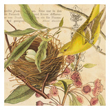 Birdwatching III Print by Tammy Repp