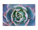 Echeveria Afterglow Prints by Michael Hudson