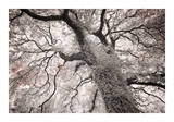 Glowing Tree Giclee Print by Michael Hudson