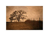 Tree and Fence II Giclee Print by David Winston