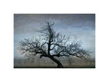 Farm House Tree Giclee Print by David Winston