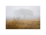 Tree in Fog Giclee Print by David Winston