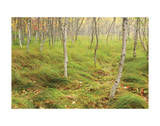 Tall Grasses Giclee Print by Michael Hudson