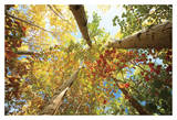 Forest Canopy Prints by Michael Hudson