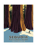 Secuoya Lámina giclée por Steve Forney Secuoya Lámina giclée por Steve Forney