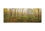 Birch Forest Panorama Posters by Michael Hudson
